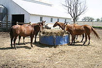 Rock Hill Ranch & Stables Feeding Horses
